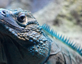 Blue Iguana Conservation Tour Header
