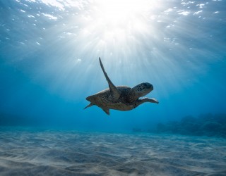Swim with the Turtles (Spotts Beach) Header